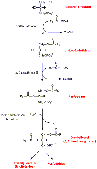 Biosíntesis del ácido fosfatídico a partir del glicerol 3-fosfato y papel de las fosfatasas de ácidos fosfatídicos en la síntesis de fosfolípidos y triacilgliceroles
